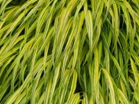 Japanwaldgras / Jap. Bergwaldgras - Hakonechloa macra ‘Aureola‘ Japanwaldgras / Jap. Bergwaldgras - Hakonechloa macra ‘Aureola‘