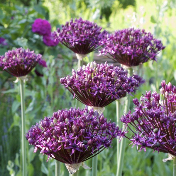 Allium 'Bolero' 10 Stück