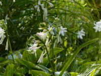 Duftende Lilien-Funkie - Hosta plantaginea ‘Royal Standard’ Duftende Lilien-Funkie - Hosta plantaginea ‘Royal Standard’