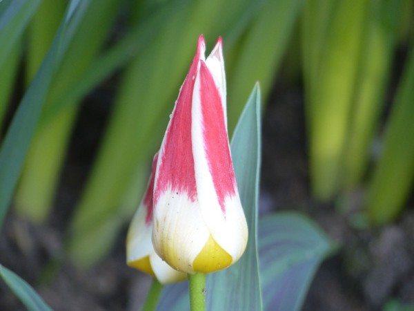 Tulpe Johann Strauß