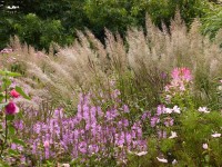 Gelenkblume - Physostegia virginiana 'Rosea' Gelenkblume - Physostegia virginiana 'Rosea'