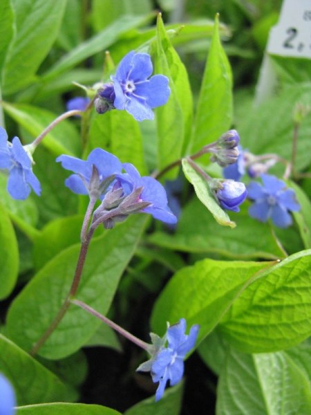 Frühlings-Gedenkemein - Omphalodes verna