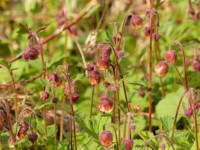 Bach-Nelkenwurz - Geum rivale Bach-Nelkenwurz - Geum rivale