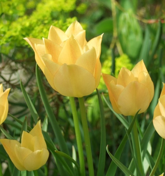 Tulpe Yellow Jewel