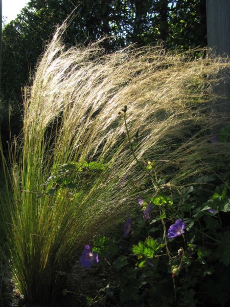 Haar-Federgras - Stipa capillata