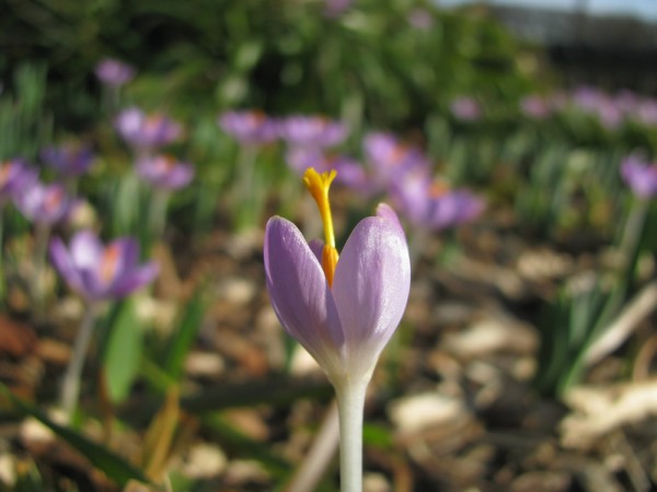 Crocus tommasinianus 'Lilac Beauty' 25 Stück
