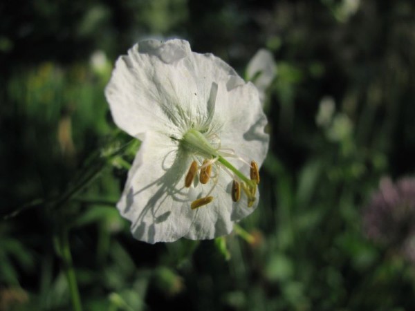 Brauner Storchschnabel - Geranium phaeum `Album´ 