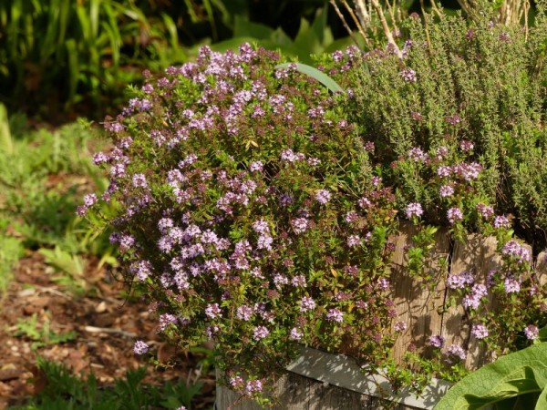 Echter Thymian - Thymus vulgaris