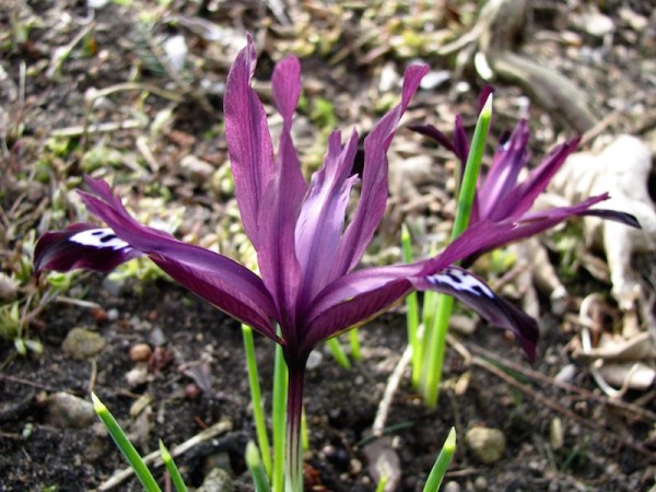 Iris reticulata 'Purple Gem'