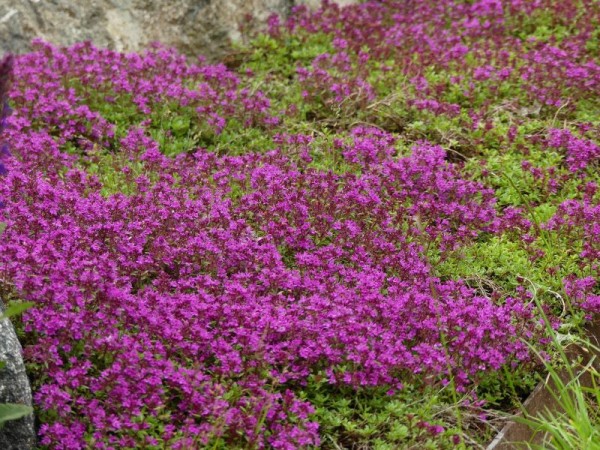 Feld-/Sand-Thymian - Thymus serpyllum `Atropurpureum`