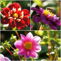 Dahlien-Mischung in Rosa und Rot Dahlien-Mischung in Rosa und Rot
