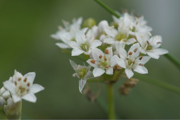 Schnittknoblauch, Allium tuberosum