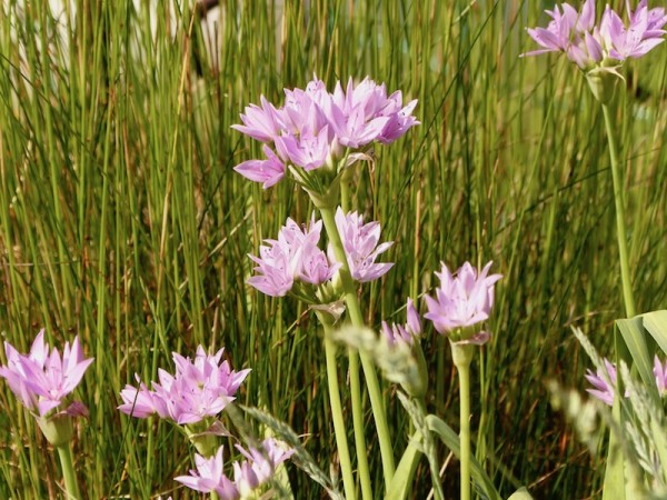 Allium unifolium Eros