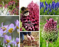 Bienenbuffet Sonnenbad - BIO Bienenbuffet Sonnenbad - BIO
