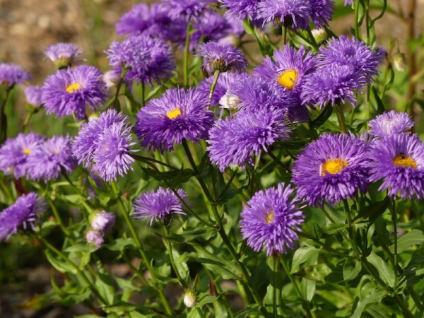 Feinstrahlaster - Erigeron Hybr. ´Dunkelste Aller´