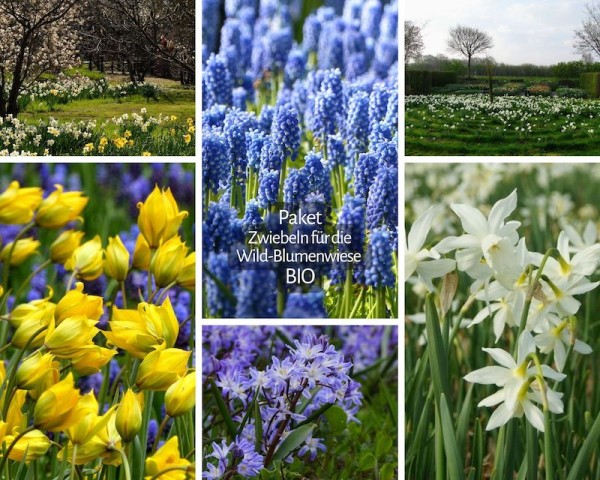 Zwiebeln für die Wildblumenwiese