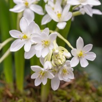 Milchstern - Ornithogalum oligophyllum ‘White Trophy’ - BIO Milchstern - Ornithogalum oligophyllum ‘White Trophy’ - BIO