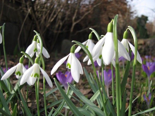 Galanthus nivalis 10 Stück