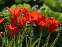 Tulpe Linifolia