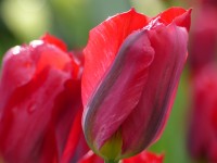 Tulpe Red Spring Green