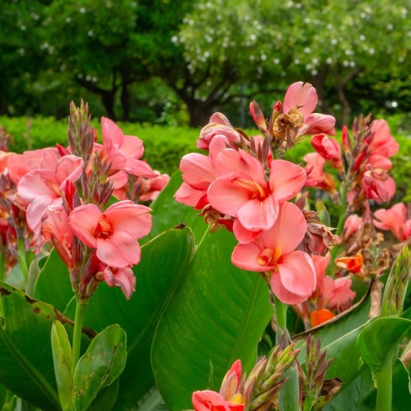 Canna indica ‘Rosa’ - BIO