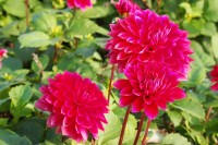 Dahlie Menorca Dahlie Menorca