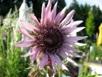 Südafrikanische Purpurdistel - Berkheya purpurea Südafrikanische Purpurdistel - Berkheya purpurea