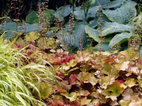 Purpurglöckchen - Heuchera villosa ‘Caramel’ Purpurglöckchen - Heuchera villosa ‘Caramel’