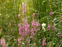 Weiderich - Lythrum virgatum ‘Rose Queen‘ Weiderich - Lythrum virgatum ‘Rose Queen‘