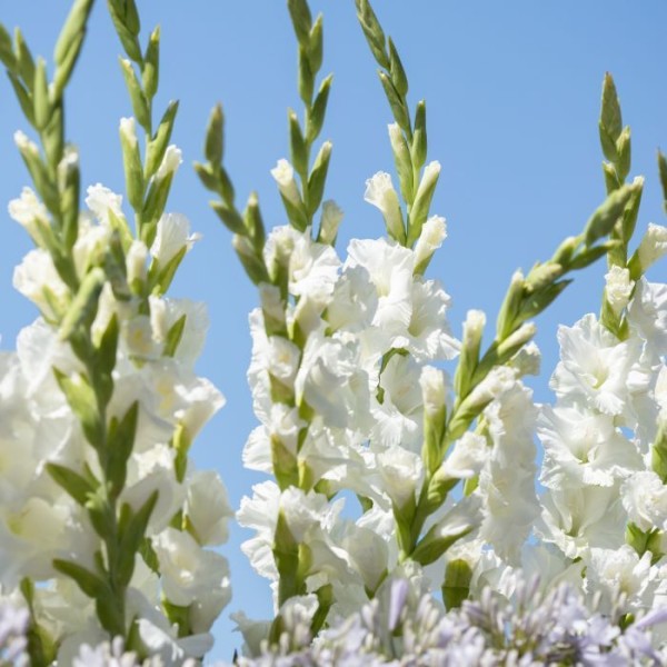 Gladiolus ‘Piet Mohlen’ - BIO