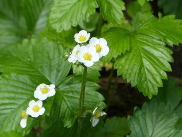 Wald-Erdbeere - Fragaria vesca var. vesca