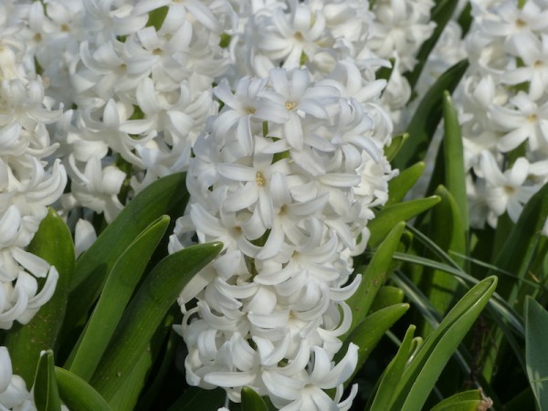 Hyazinthe 'Carnegie'