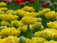 Tulpe Yellow Pomponette