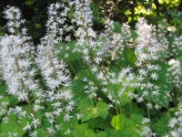 Schaumblüte - Tiarella cordifolia Schaumblüte - Tiarella cordifolia