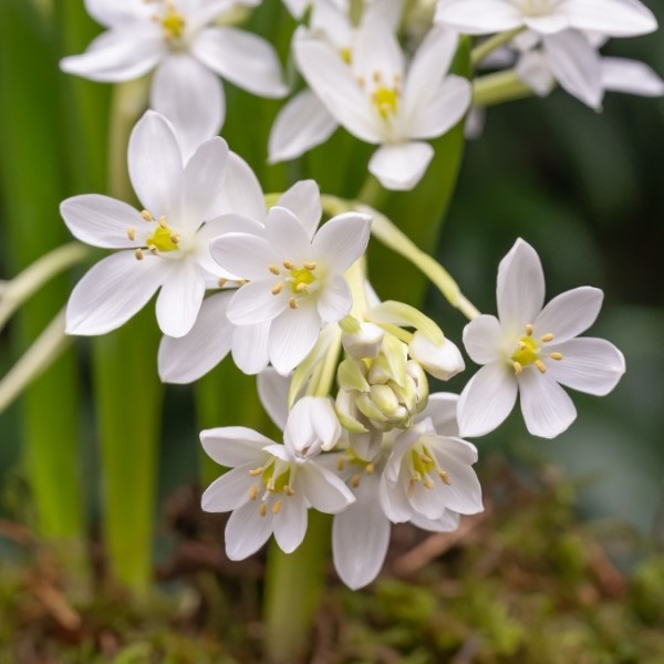 Milchstern - Ornithogalum oligophyllum ‘White Trophy’ - BIO