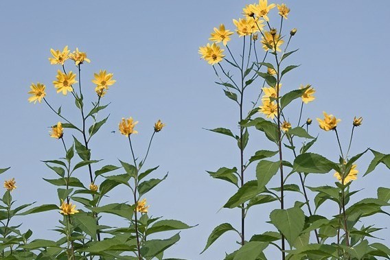 Helianthus tuberosus - BIO