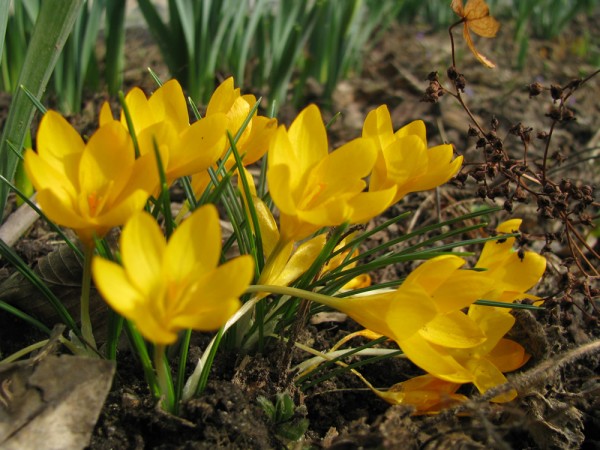Crocus ancyrensis 'Golden Bunch' 25 Stück