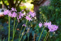 Tulbaghia violacea - BIO Tulbaghia violacea - BIO
