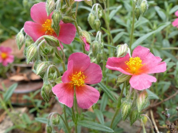 Sonnenröschen - Helianthemum Hybride ‘Lawrenson's Pink’