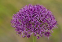 Allium stipitatum Violet Beauty - BIO