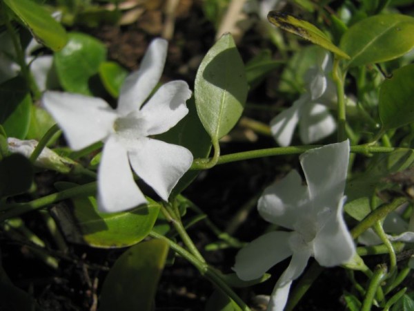 Kleinblättriges Immergrün - Vinca minor ´Alba`