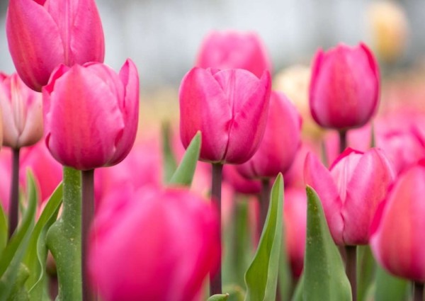 Tulpe Tineke vd Meer in Bio-Qualität