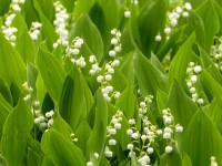 Maiglöckchen - Convallaria majalis Maiglöckchen - Convallaria majalis