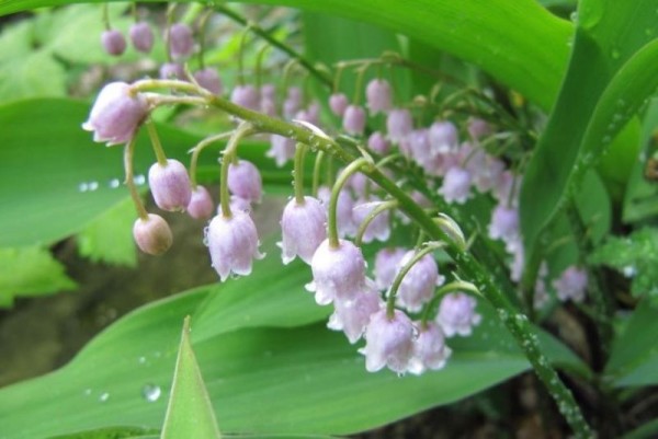 Convallaria majalis ‘Rosea’ - BIO