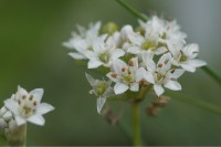 Schnittknoblauch, Allium tuberosum Schnittknoblauch, Allium tuberosum