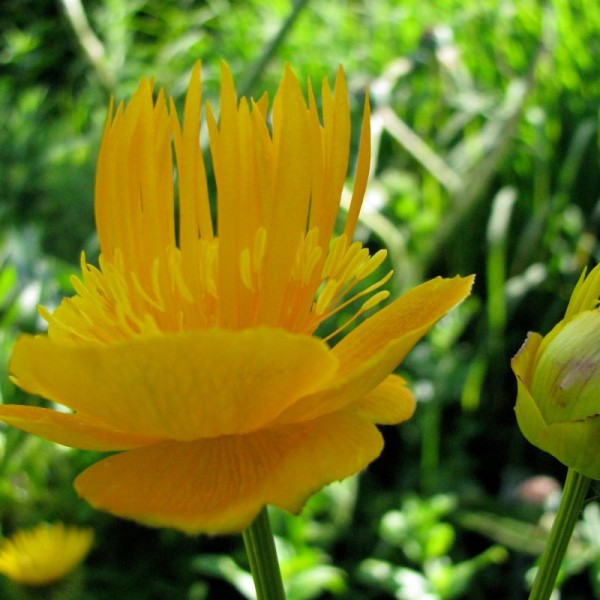 Trollblume - Trollius chinensis ´Golden Queen´