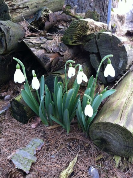 Galanthus elwesii 10 Stück