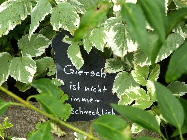Weissbunter Giersch - Aegopodium podagraria 'Varietaga'