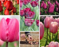 Kleines Sortiment Farbstarke Tulpen