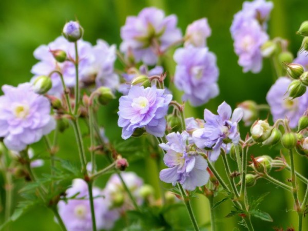 Himalaja-Storchschnabel - Geranium himalayense `Birch Double` (´Plenum´)